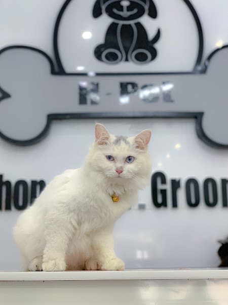 Hình ảnh Hpet-Siêu thị thú cưng Thanh Hoá - 2