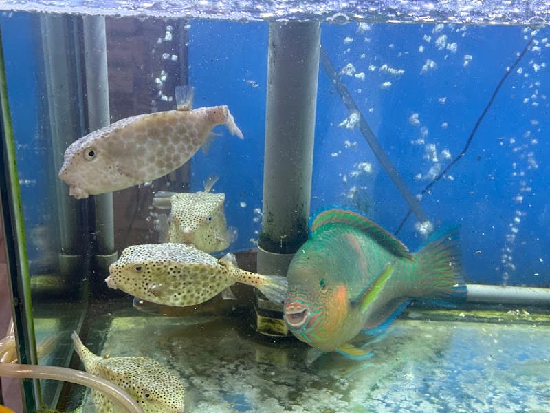 Hình ảnh Cá Nướng Hùng 7 (rẻ + ngon) - 2