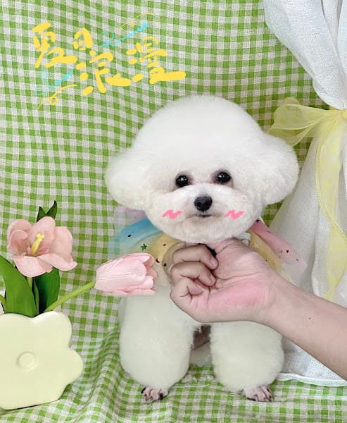 Cắt Tỉa Lông Chó Mèo - SARANG PET Grooming Salon