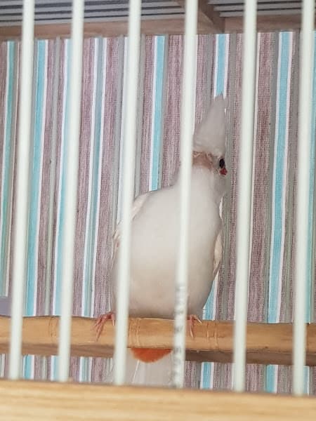 Hình ảnh Chào mào farm: Trại chim chào mào đột biến sinh sản. - 2