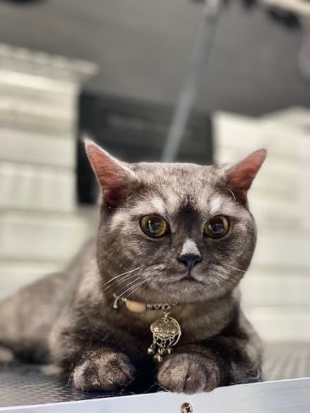 Hình ảnh Pea Sweet Home - Tiệm Làm Đẹp Thú Cưng - 3