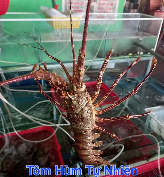 Hình ảnh Hải Sản Lặn A5 - Cơ Sở 14 Trần Thánh Tông - 2