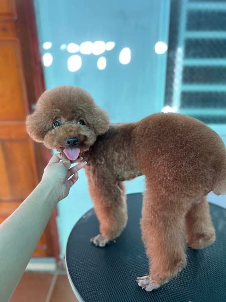 Nhà Của Báo Spa - Grooming Cần Thơ. Tiệm làm đẹp thú cưng