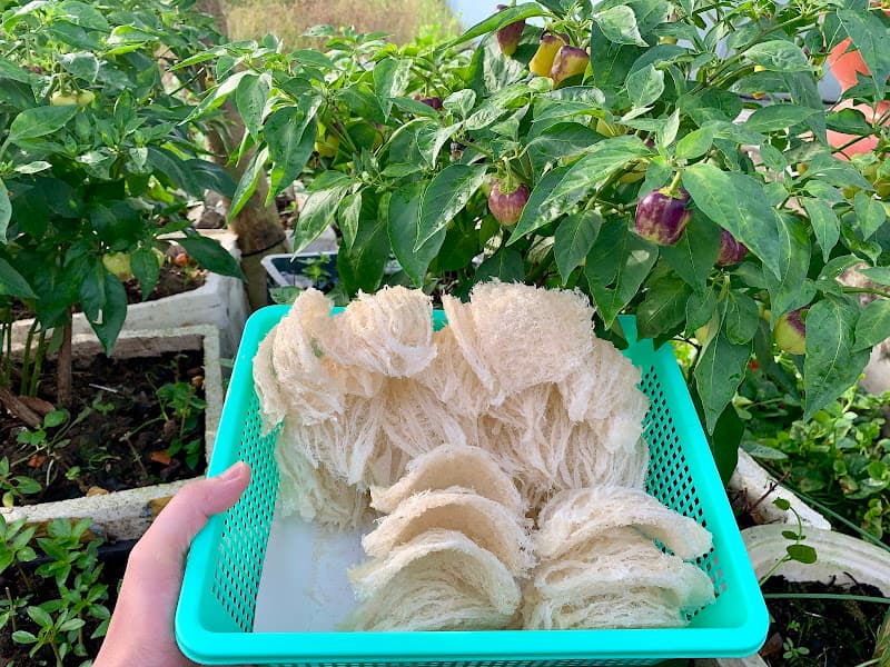 Hình ảnh Yến sào Tài Lộc Trà Vinh - 5