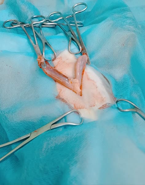 Hình ảnh PHÒNG KHÁM, SPA THÚ CƯNG LONG BIÊN POPPY PET - 4