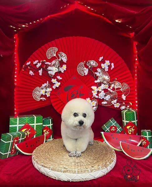 Hình ảnh Hi-Buddy Pet Spa Đà Lạt - Tiệm Làm Đẹp Thú Cưng - 5