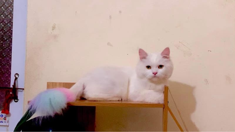 Hình ảnh Bệnh Viện Thú Y Kinh Bắc ( KBvet) - 2