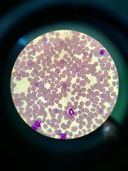 Hình ảnh Bệnh Viện Thú Y OKADA Pet Hospital - 2