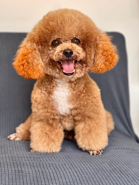 Hình ảnh Kim Lộc Pet - 5