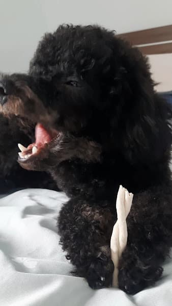 Hình ảnh BỆNH VIỆN THÚ Y FUNPET LÀO CAI - 2