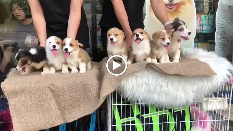 Hình ảnh Chó Mèo Đà Nẵng – Phốc Sóc, Corgi, Poodle - 2