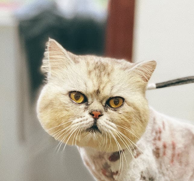 Hình ảnh Spa Hotel Thú Cưng-Pet Family Huế - 6