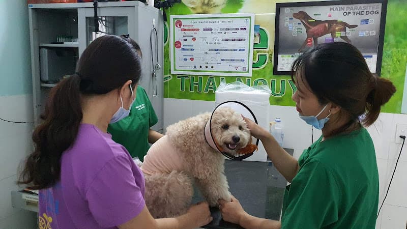 Hình ảnh Bệnh viện Thú y Thái Nguyên - PETTHAI - 2