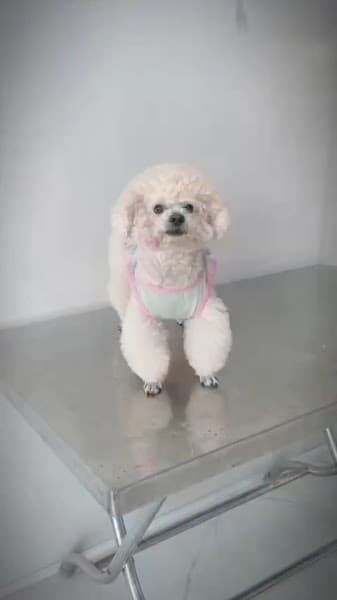 Hình ảnh Phòng khám thú y Phú Khánh - 3