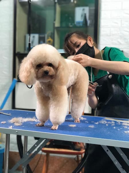 Hình ảnh Phòng Khám Thú Y Thuỷ Nguyên - 2