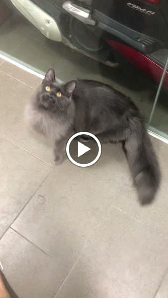 Hình ảnh Royal Grooming Spa- Spa tắm mèo chuyên nghiệp - 2