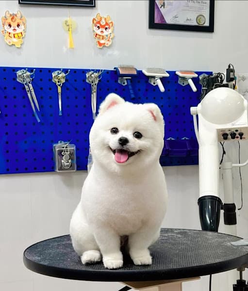 Hình ảnh Châu Đốc Pet Spa - cắt tỉa lông thú cưng - 4