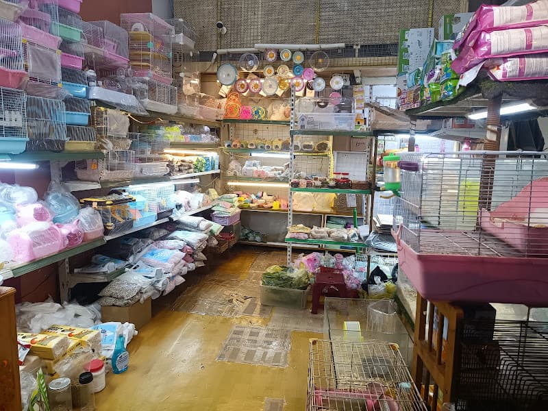 Hình ảnh BÁN HAMSTER, NHÍM, THỎ, MÈO NHA TRANG - 4