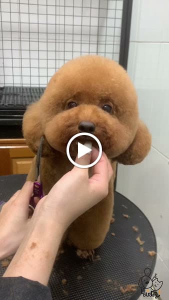 Hình ảnh Hi-Buddy Pet Spa Đà Lạt - Tiệm Làm Đẹp Thú Cưng - 4