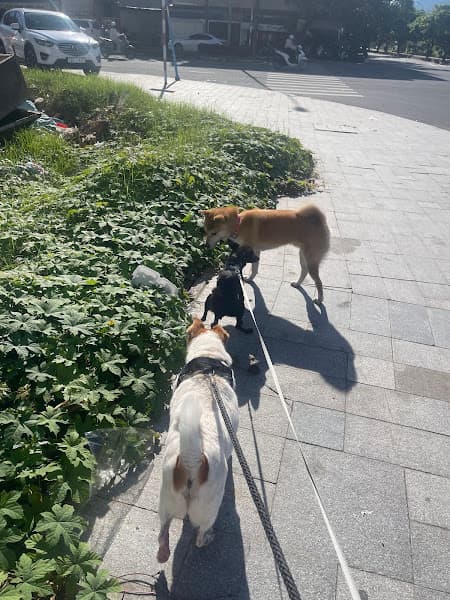 Hình ảnh Goody Pet HOTEL - 3