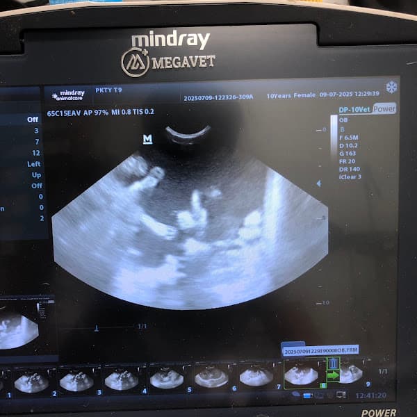 Hình ảnh Thú y T9 - 4