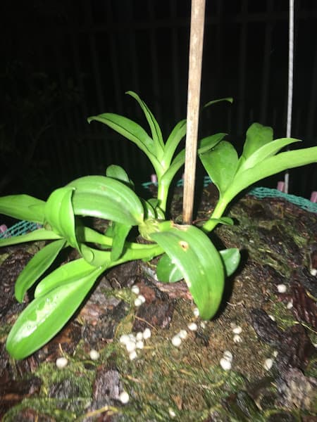 Hình ảnh Quán ăn gia đình Hương Rừng - 3