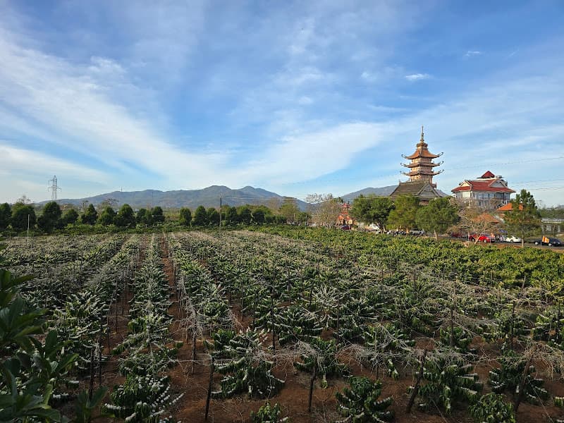 Hình ảnh Đường hàng thông cổ thụ - 4