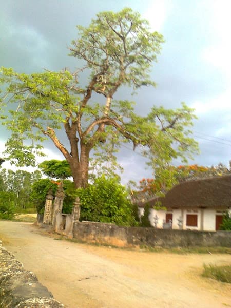 Hình ảnh Đình Liên Trì - Di tích Lịch sử - 4