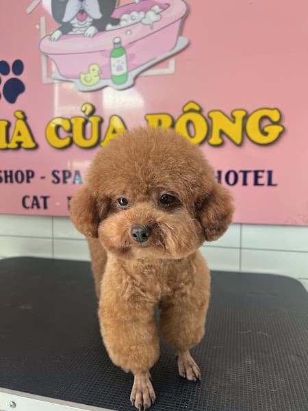 NHÀ CỦA BÔNG - Pet Shop - Spa Grooming & Hotel