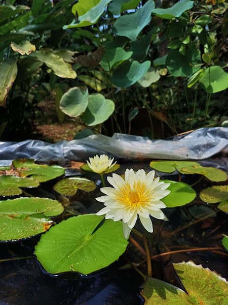 Hình ảnh Ẩm thực nhà vườn VŨ MINH - 4