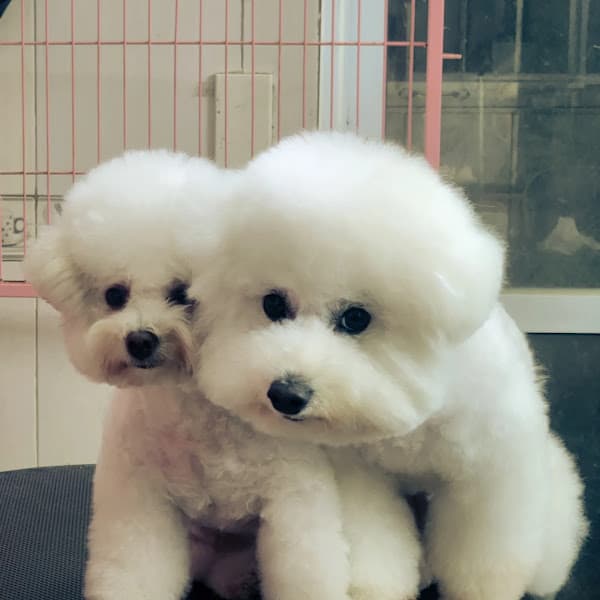 Hình ảnh Happy Pet - 2