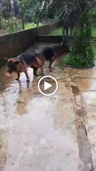 Hình ảnh Phòng Khám Thú Y Gia Lai – Dương Cốc - 4