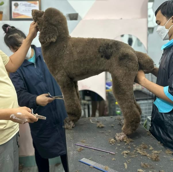 Ảnh bìa Phòng Khám Thú Y Thảo Nguyên