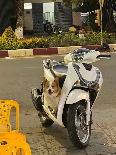 Hình ảnh Petshop Gia Thuận - 2