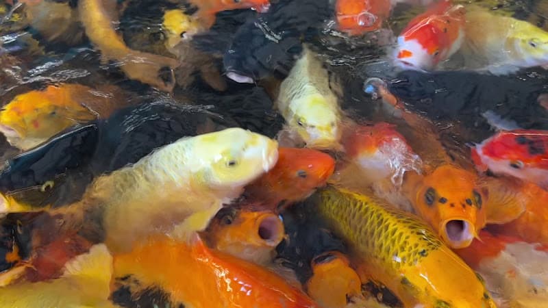 Hình ảnh Cò Fiu Coffee - 3