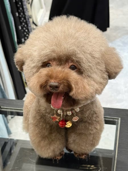 Hình ảnh Kimi Pet Grooming & Hotel - Spa thú cưng - Đống Đa - Hà Nội - 2