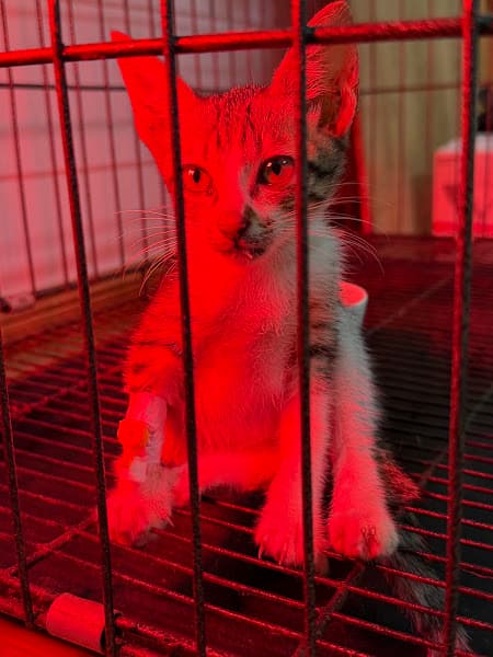 Hình ảnh Bệnh Viện Thú Y 3 Vet - 2