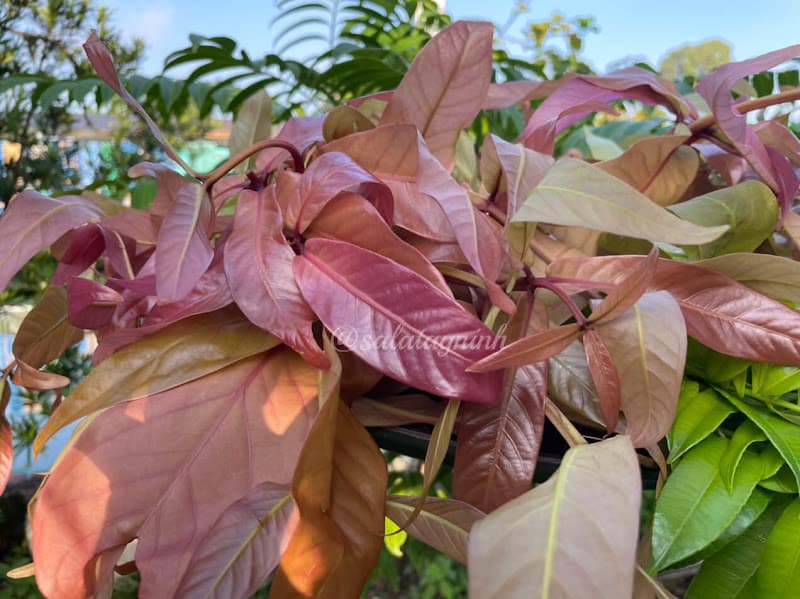 Hình ảnh Khu vui chơi - Ẩm thực Sala Tây Ninh - 5