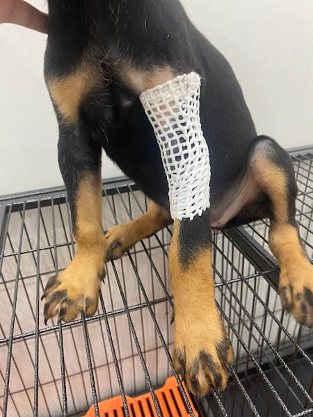 Hình ảnh Phòng Khám Thú Y - Petshop Hùng Vet - 3