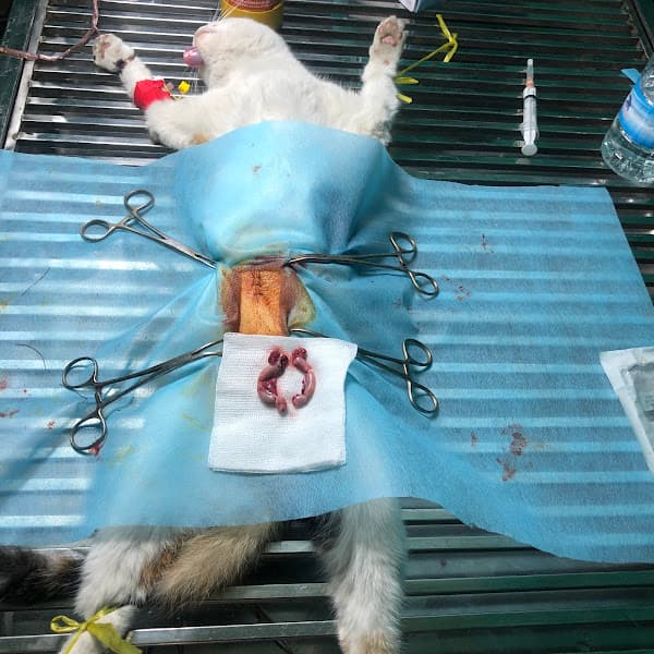 Hình ảnh Phòng Khám Thú Y Thuỷ Nguyên - 6