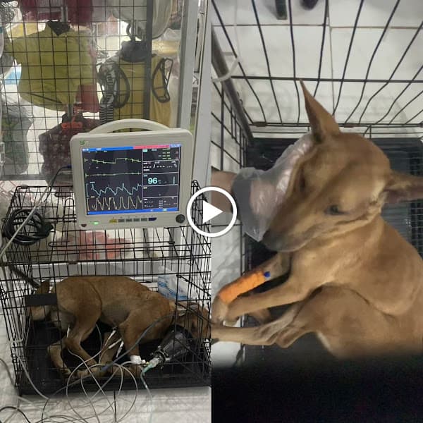 Hình ảnh PHÒNG KHÁM THÚ Y SUPER PET CHÂU ĐỨC - 2