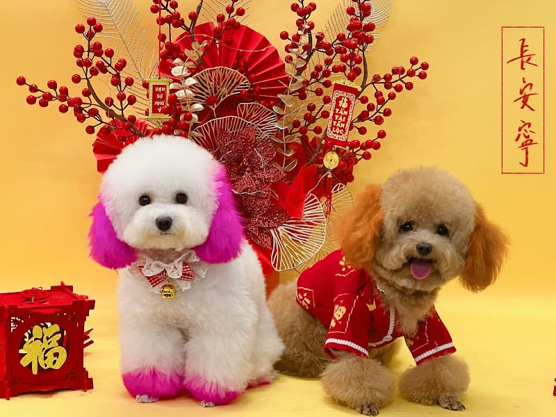 Hình ảnh Boss Spa - Grooming - Dịch vụ chăm sóc thú cưng Cần Thơ - 4