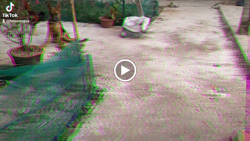 Hình ảnh Phòng mạch thú y Sơn Trinh - 4