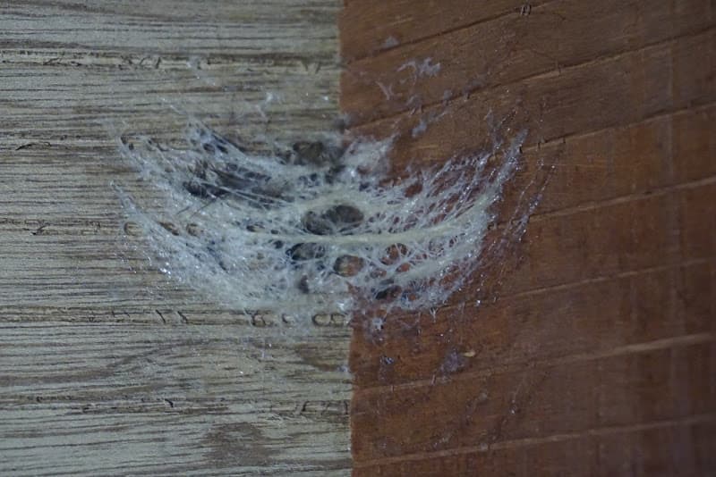 Hình ảnh Hệ thống trang trại Yến V.Hải Yến phân khu Phú Ngọc - Định Quán (Nhà yến 1-8) - 4