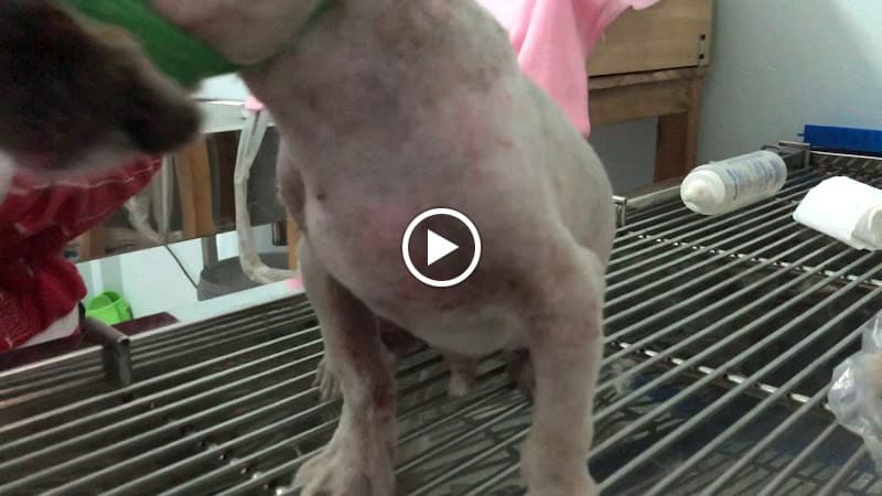 Hình ảnh Bệnh Viện Thú Y & Petshop OKADA PET Trần Phú - 3