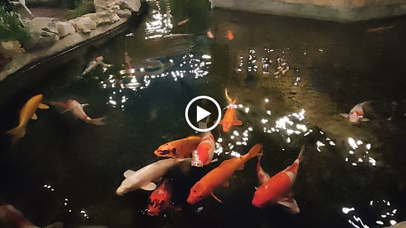 Hình ảnh Hana's Mushroom Restaurant-Lẩu nấm, buffet rau,BBQ& Coffee - 4