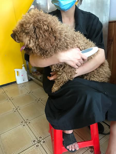 Ảnh bìa Chó Cưng