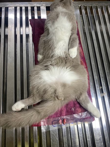 Hình ảnh Phòng Khám Thú Y Hue Vet - 5