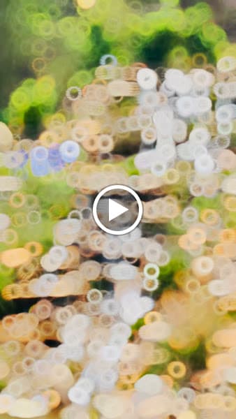 Hình ảnh THUÊ XE DU LỊCH ĐÀ LẠT - LÁ PHONG TRAVEL - 3