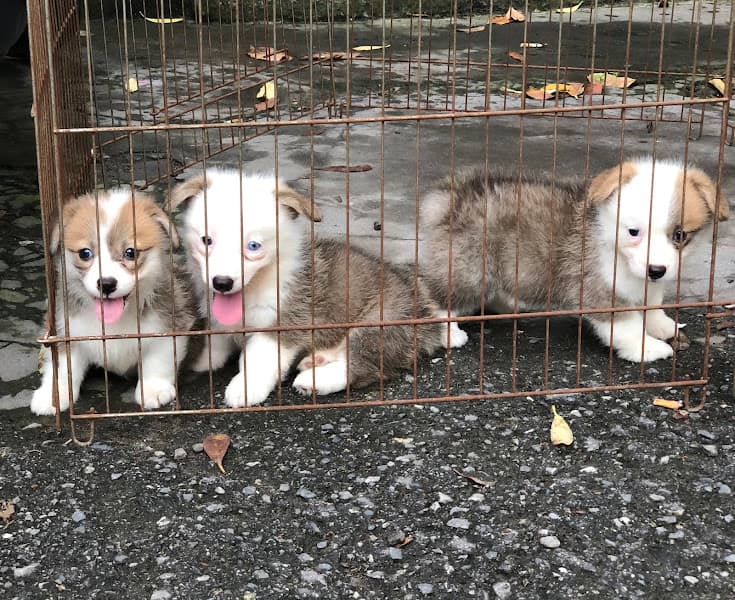 Hình ảnh 1996 Pet Shop Thái Bình - 2